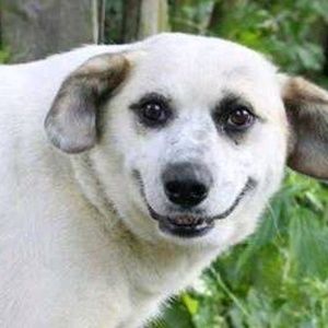 Meet your Posher, Holden